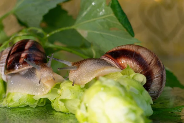 蜗牛在湿透了水滴的树叶和圆锥之间穿梭 — 图库照片