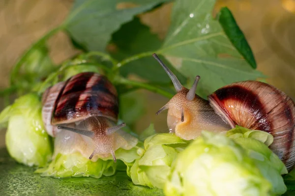 Snails Walk Leaves Cones Hops Wet Drops Water — Stock Photo, Image