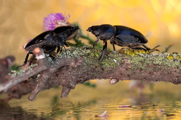 大きな黒いカブトムシは黄色の葉と苔を持つ木の古い乾燥した枝で会いました — ストック写真