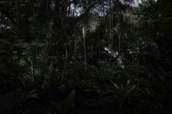 Spooky Dark Forest Tree Leaves Vine — Stock Photo, Image