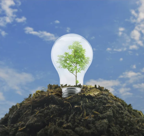 Ampul ağacın içinde mavi gökyüzü, üzerine toprak yığını ile ekolojik güç ve enerji kavramı