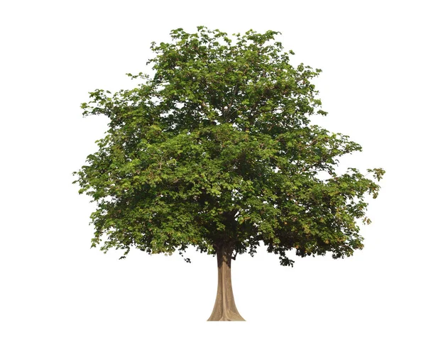 Grande Albero Verde Isolato Sfondo Bianco — Foto Stock