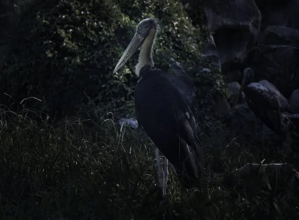 Mindere Adjudant Stork Staande Het Bos Mysterieuze Concept — Stockfoto