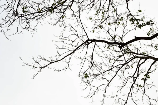 Силуэт Ветвей Дерева Белом Фоне — стоковое фото