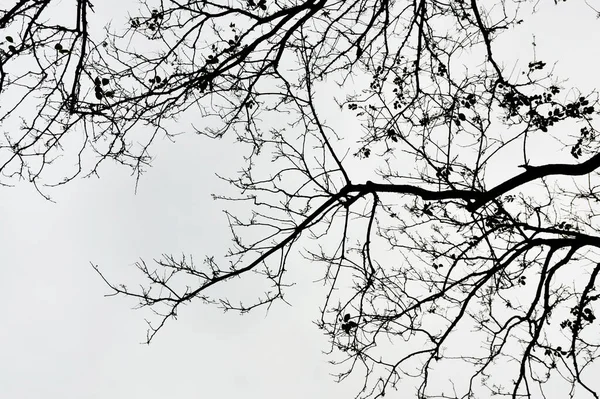 Stromové Větve Silueta Bílém Pozadí — Stock fotografie