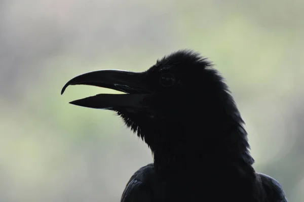 Retrato Cuervo Negro Sobre Desenfoque Árbol Verde Parque —  Fotos de Stock