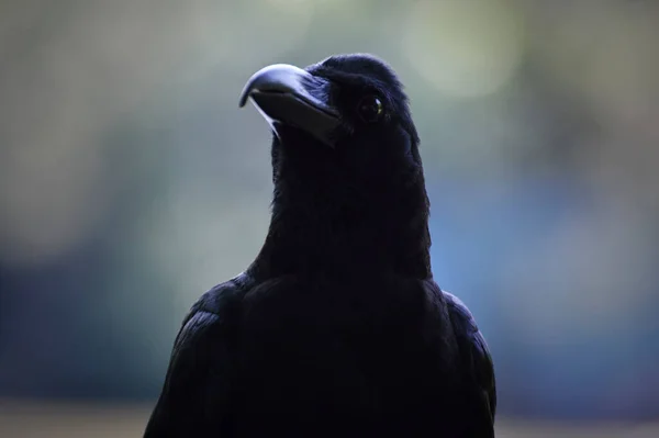 Porträt Einer Schwarzen Krähe Über Einem Verwischten Grünen Baum Park — Stockfoto