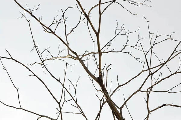 Branches Arbres Morts Isolées Sur Fond Blanc — Photo