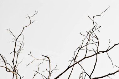 Beyaz arkaplanda izole edilmiş ölü ağaç dalları