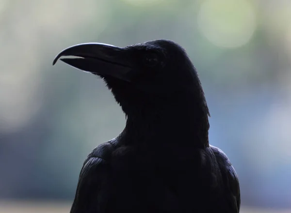 Retrato Corvo Preto Sobre Borrão Árvore Verde Parque — Fotografia de Stock