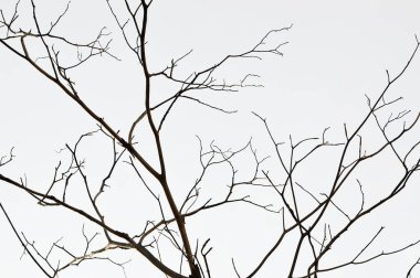 Beyaz arkaplanda izole edilmiş ölü ağaç dalları