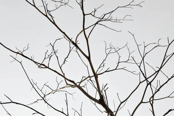 Ramos Árvores Mortas Isolados Fundo Branco — Fotografia de Stock