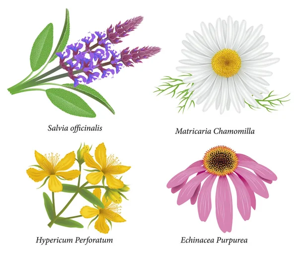 Echinacea Salie Salvia Officinalis Daisy Kamille Sint Janskruid Hypericum Perforatum — Stockvector