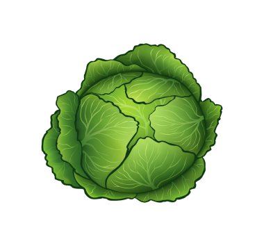 Beyaz arkaplanda izole edilmiş lahananın parlak vektör çizimi
