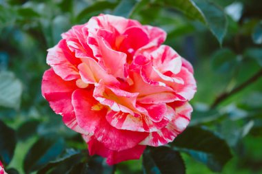 Çok renkli yakın çekim gül, pembe-beyaz-kırmızı çiçek kafa