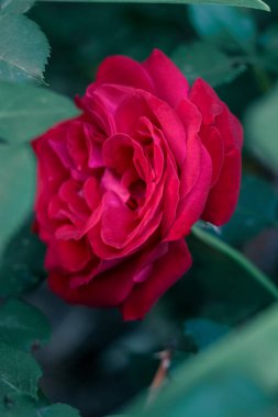 Karanlık bir arka plan bahçe çiçeğe yakın çekim üzerinde kırmızı gül