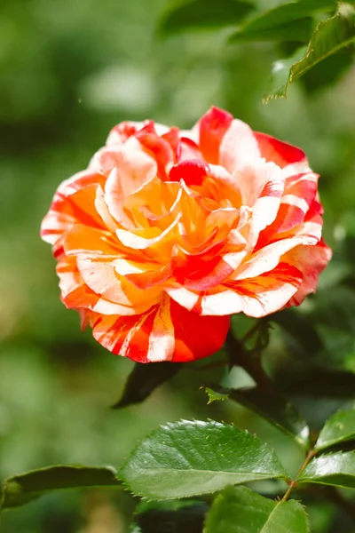 Close Head Orange White Red Summer Flowers — Stock Photo, Image