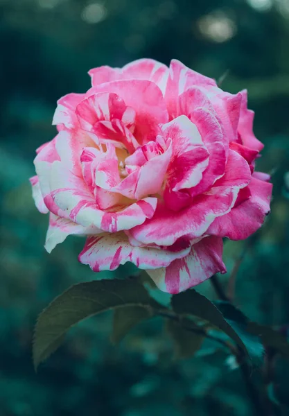 Flor Rosa Brilhante Fundo Escuro Jardim Rosa — Fotografia de Stock