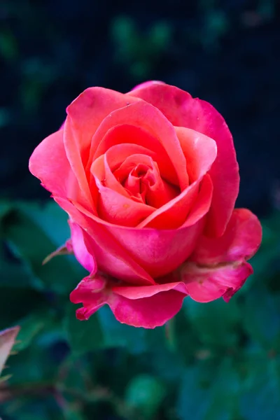 Close Head Red Rose Garden — Stock Photo, Image