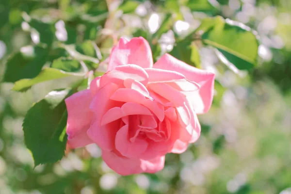 Close Pink Rose Bush Garden — Stock Photo, Image