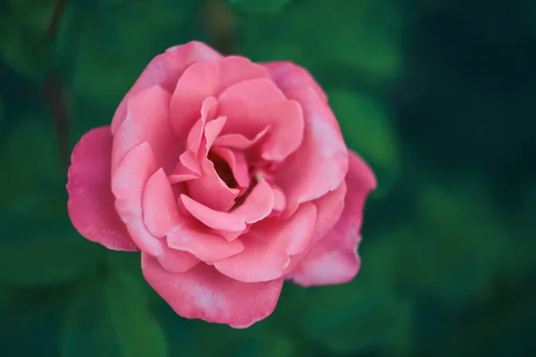 Close Head Pink Rose Garden — Stock Photo, Image