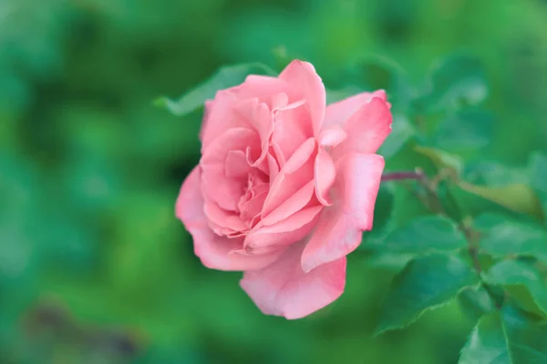 Close Head Pink Rose Green Background — Stock Photo, Image