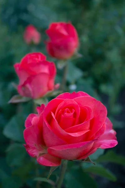 Rosas Vermelhas Brilhantes Close Arbusto Jardim — Fotografia de Stock