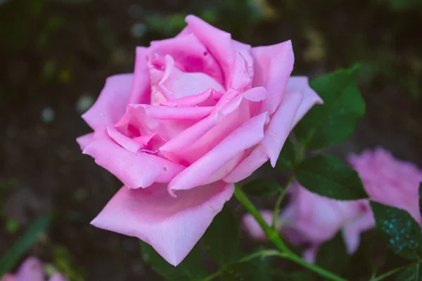Close Head Pink Rose Dark Background — Stock Photo, Image