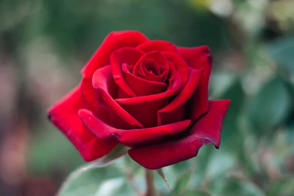 Close Head Red Rose Garden — Stock Photo, Image