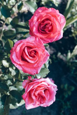 Karanlık bir arka plan bahçe Yaz fowers üzerinde üç pembe gül