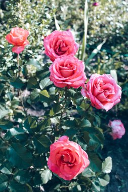 Pembe gül bir Bush amon Bahçe yapraklarda