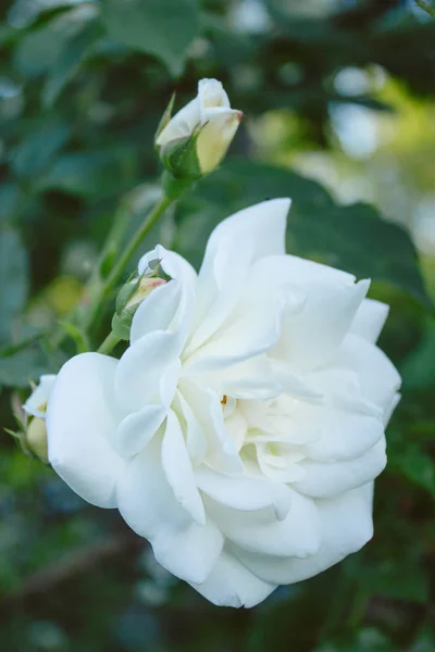 Biały Ogród Rose Krzaku Kwiat Lato — Zdjęcie stockowe