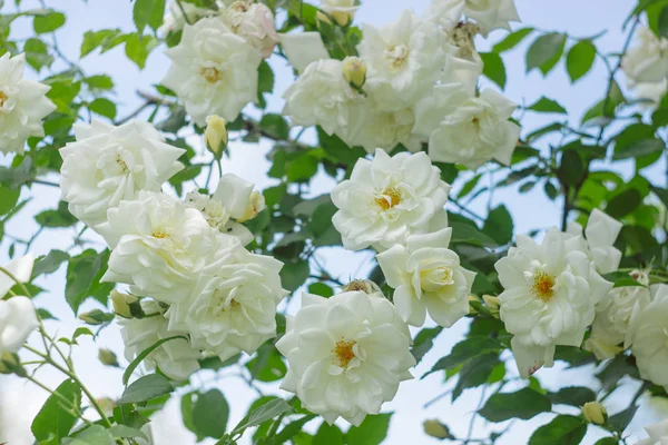 Blühender Strauch Weißer Rosen Gartenblumen — Stockfoto