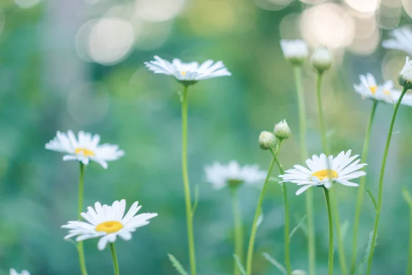 Bokeh 배경에 부드러운 화이트 데이지 — 스톡 사진