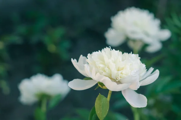 Piwonia Biała Amon Zielonych Liści Kwiaty Ogrodowe — Zdjęcie stockowe