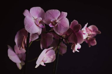 Siyah arkaplanda pembe orkide çiçekleri