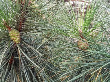Kozalaklı ağaç dalları, çam veya sedir, uzun yeşil iğneler ve genç kozalaklar. Açık yeşil renkli, karakteristik pulları olan bir kaç genç ve olgunlaşmamış koni var..