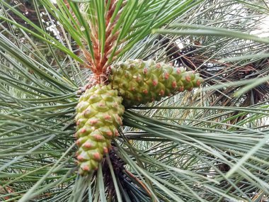 Yeşil külahlı bir çam ağacının yakın çekimi..