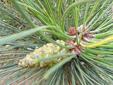 Yeşil külahlı bir çam ağacının yakın çekimi..