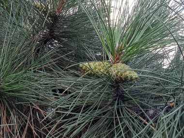 İki olgunlaşmamış, yeşil konili bir çam dalı. Çam iğneleri uzun, ince ve zengin yeşildirler. Konilerin pul pul ve kırmızımsı uçları var..