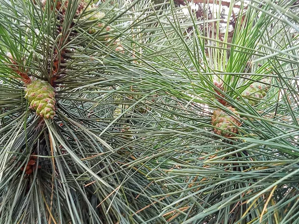 Kozalaklı ağaç dalları, çam veya sedir, uzun yeşil iğneler ve genç kozalaklar. Açık yeşil renkli, karakteristik pulları olan bir kaç genç ve olgunlaşmamış koni var..