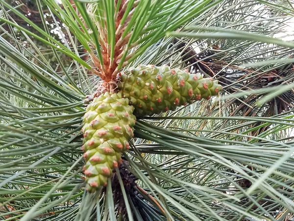 Yeşil külahlı bir çam ağacının yakın çekimi..