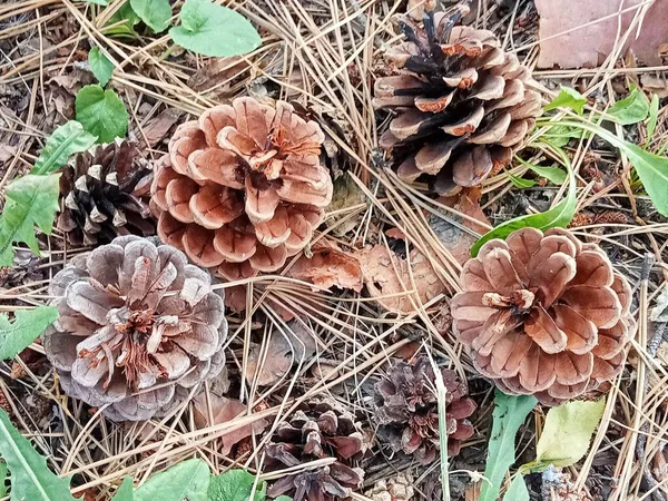 Yerde düşen çam iğneleri ve kuru otlarla kaplı birkaç kozalak var. Arka planda küçük yeşil bitkiler görünür..