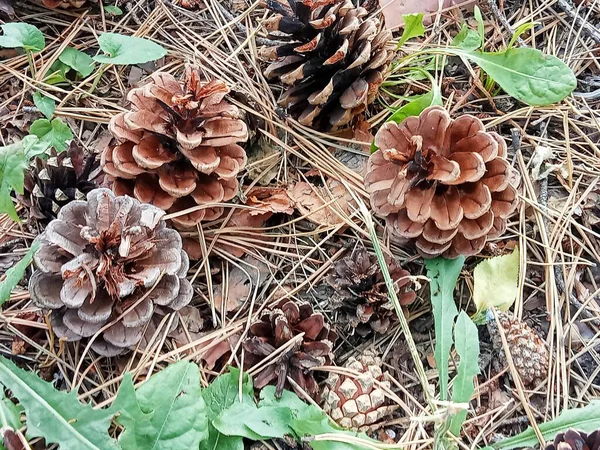 Yere düşmüş çam iğneleri ve küçük yeşil bitkilerle kaplanmış çeşitli boyutlarda çam kozalakları. Kozalakların kahverengi gölgeleri var ve arka plan kuru iğneler ve birkaç yeşillikten oluşuyor..