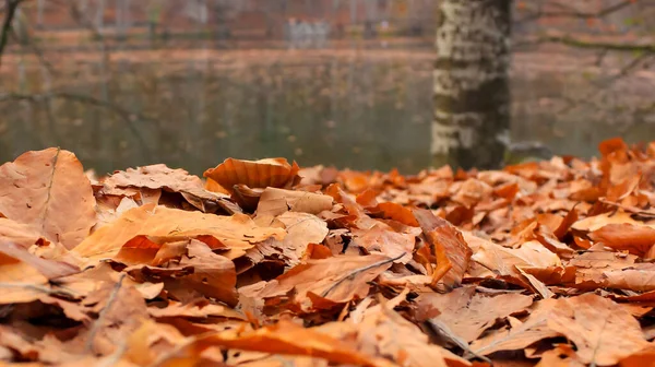 Leaves falling at the autumn