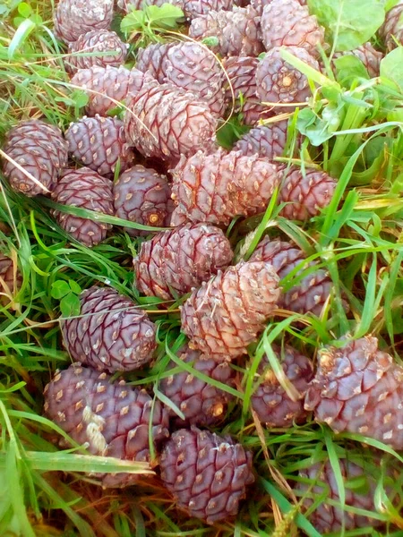 Fir Cones Green Grass — Stock Photo, Image