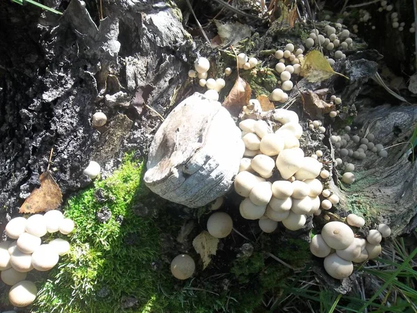 Geçmişi. Ağaçların dibinde mantarlar var. Yeşil dallar.