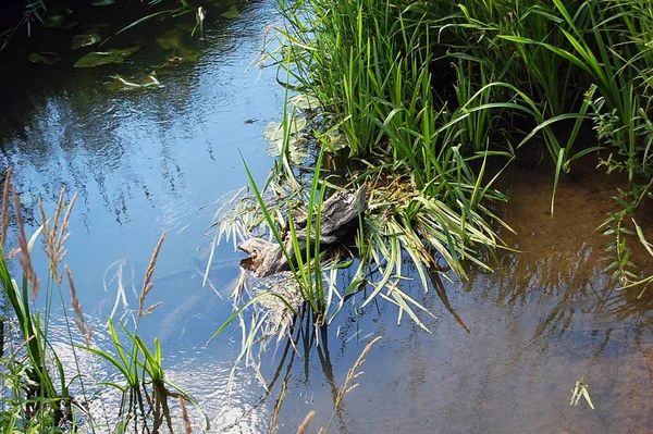 Fazla gelişmiş gölet. Sudan bir engel çıkıyor..