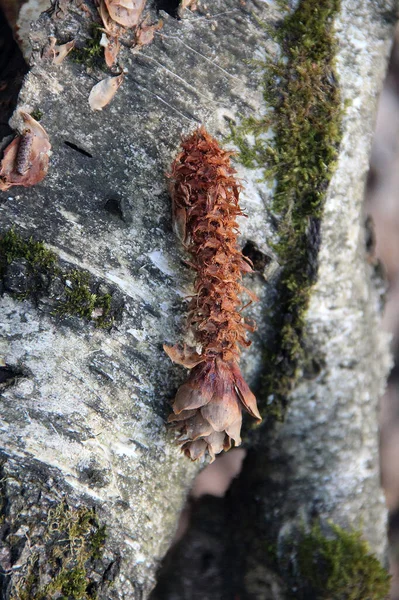 Withered Flower Birch Bark Lichen — Stock Photo, Image