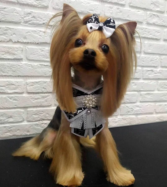 Başında ve göğsünde yaylar olan oturan bir köpek..